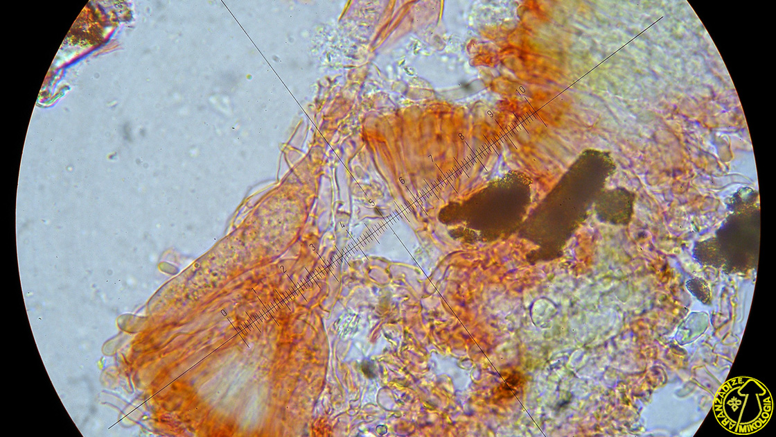 Peniophora pseudoversicolor