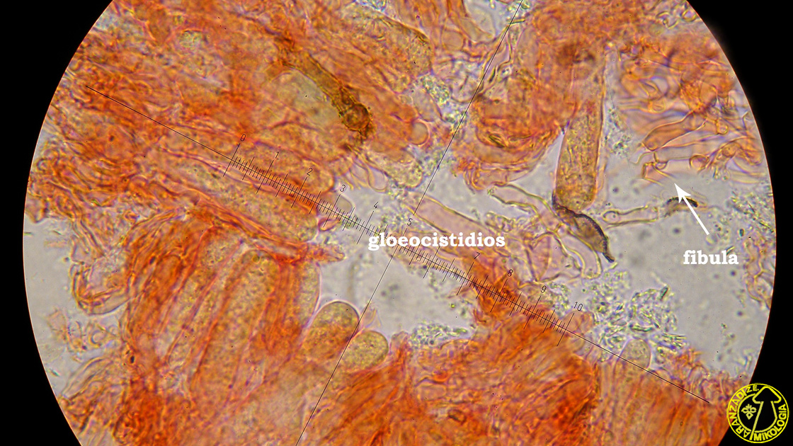 Peniophora pseudoversicolor