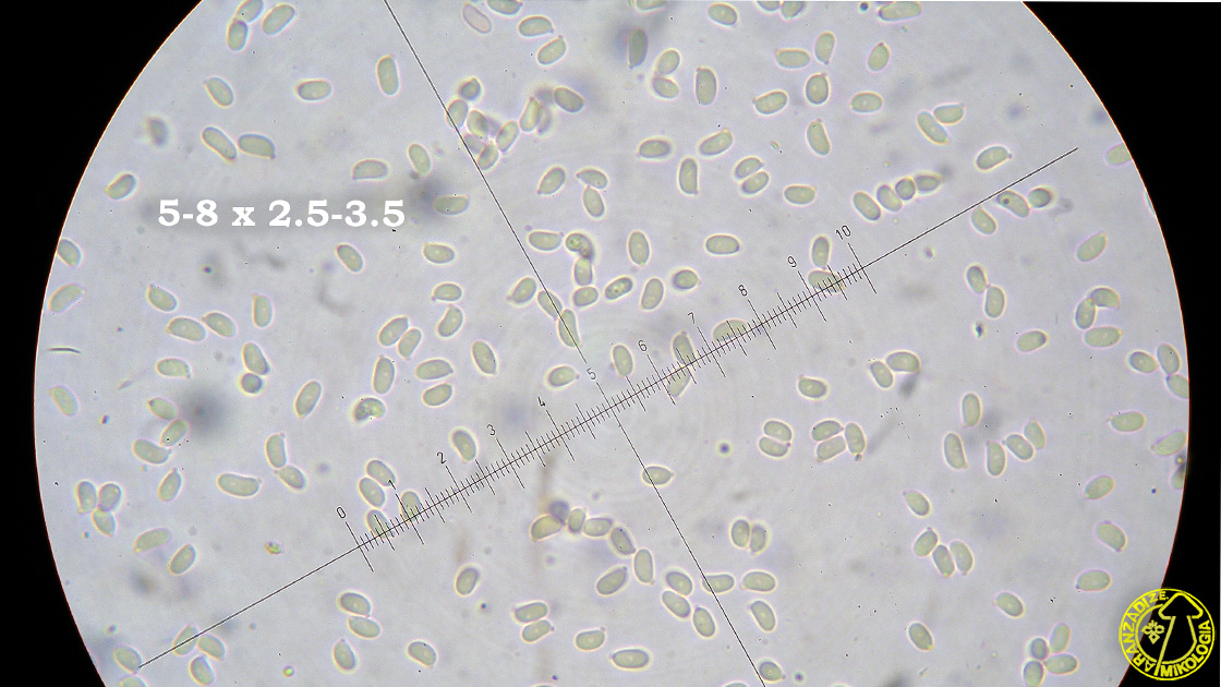 Resinicium bicolor