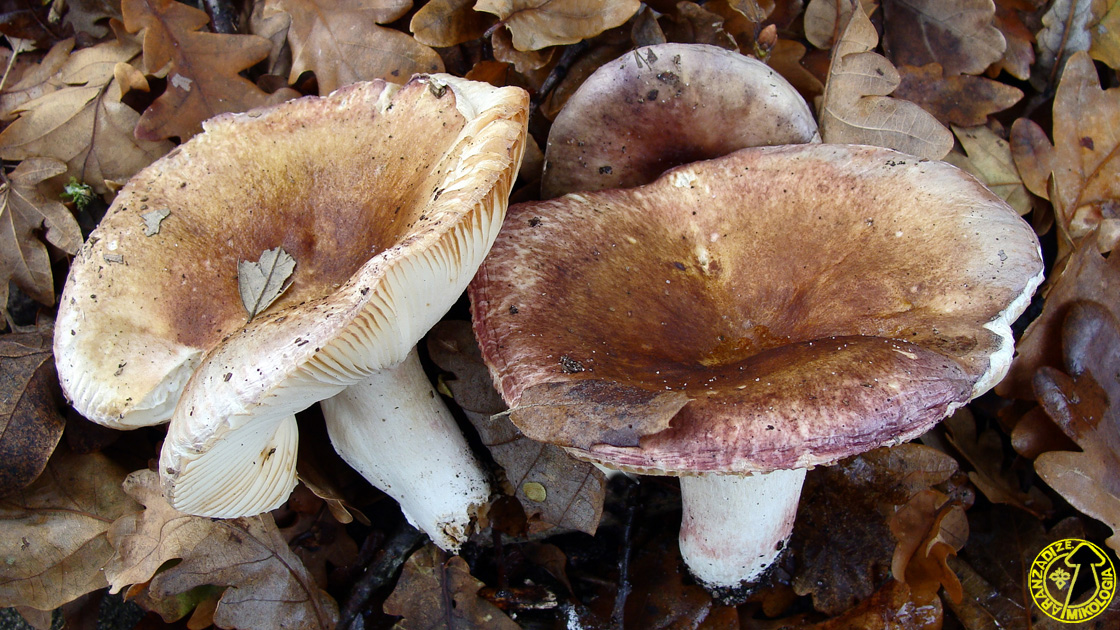 Russula amoenicolor