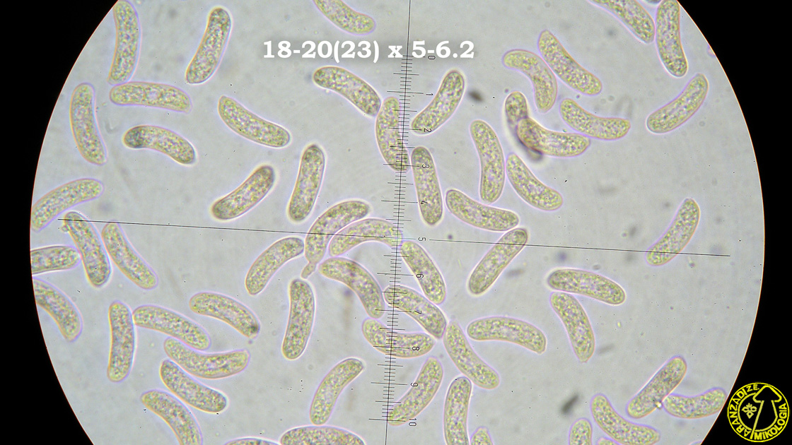 Vuilleminia coryli