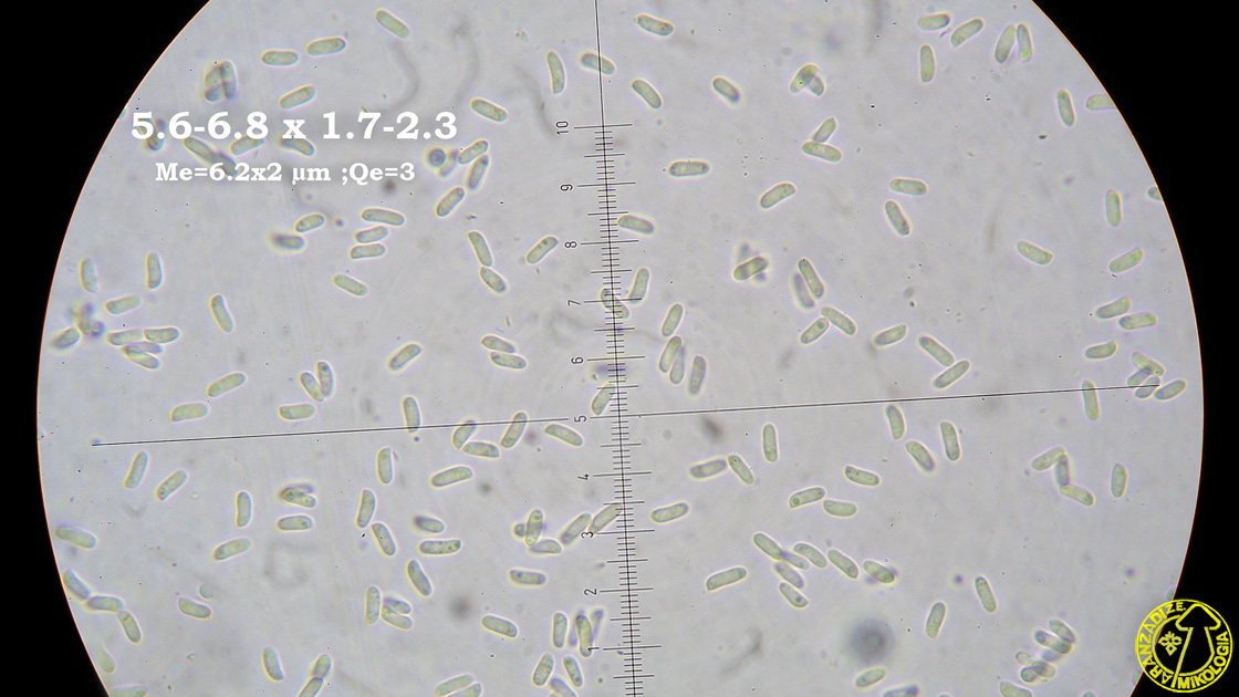 Amylocorticium subsulphureum