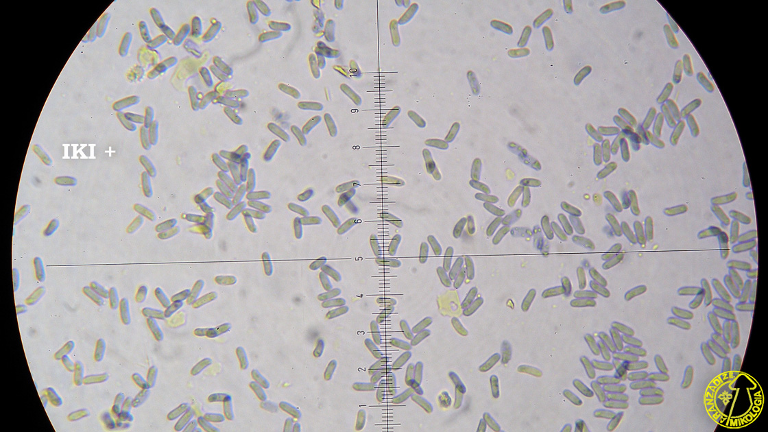 Amylocorticium subsulphureum