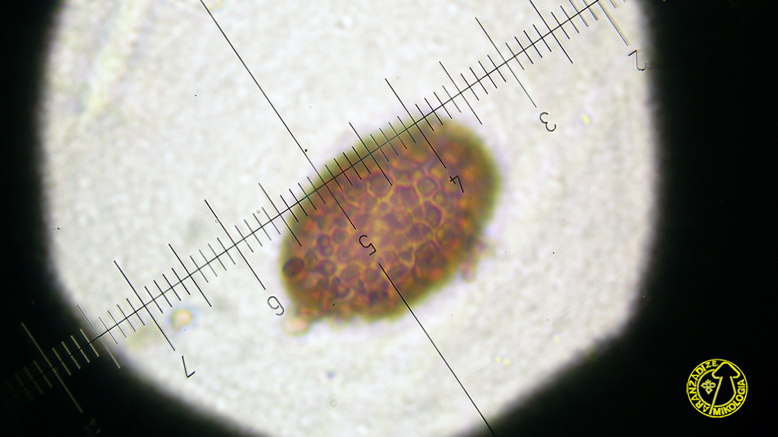 Ascobolus carbonarius