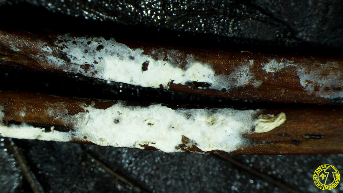 Athelopsis lembospora