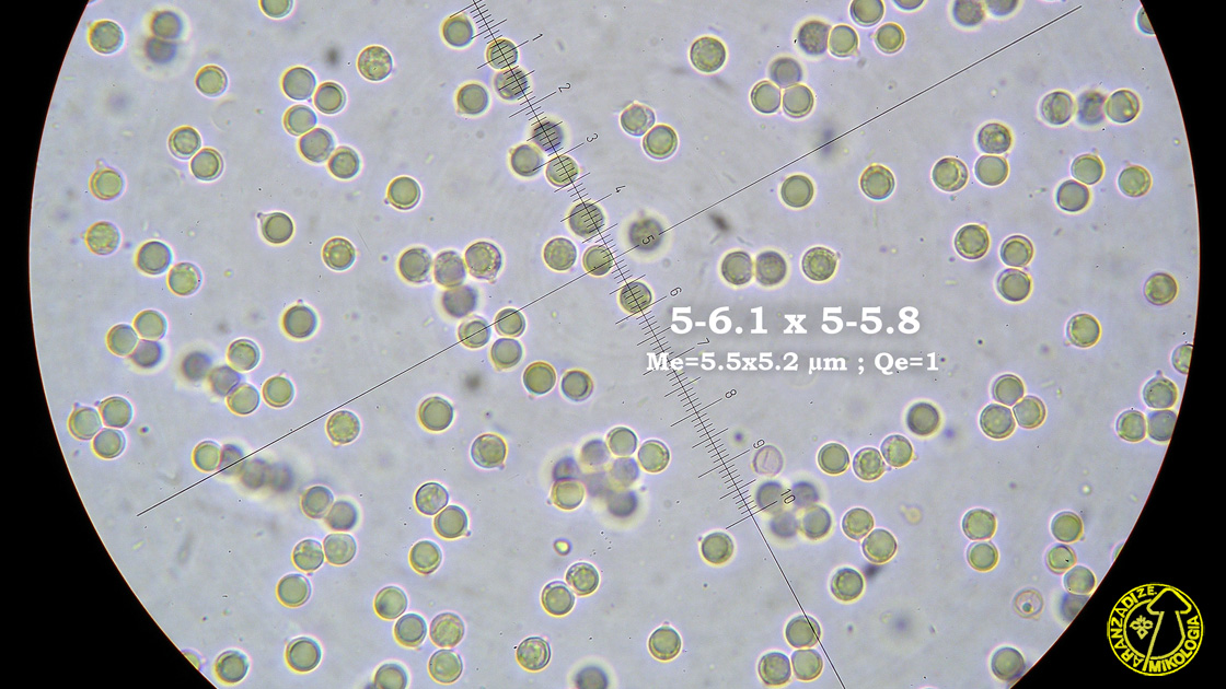 Clavulinopsis corniculata
