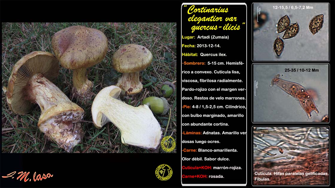 Cortinarius elegantior