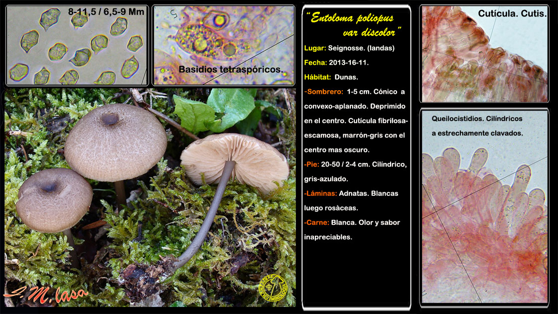 Entoloma poliopus