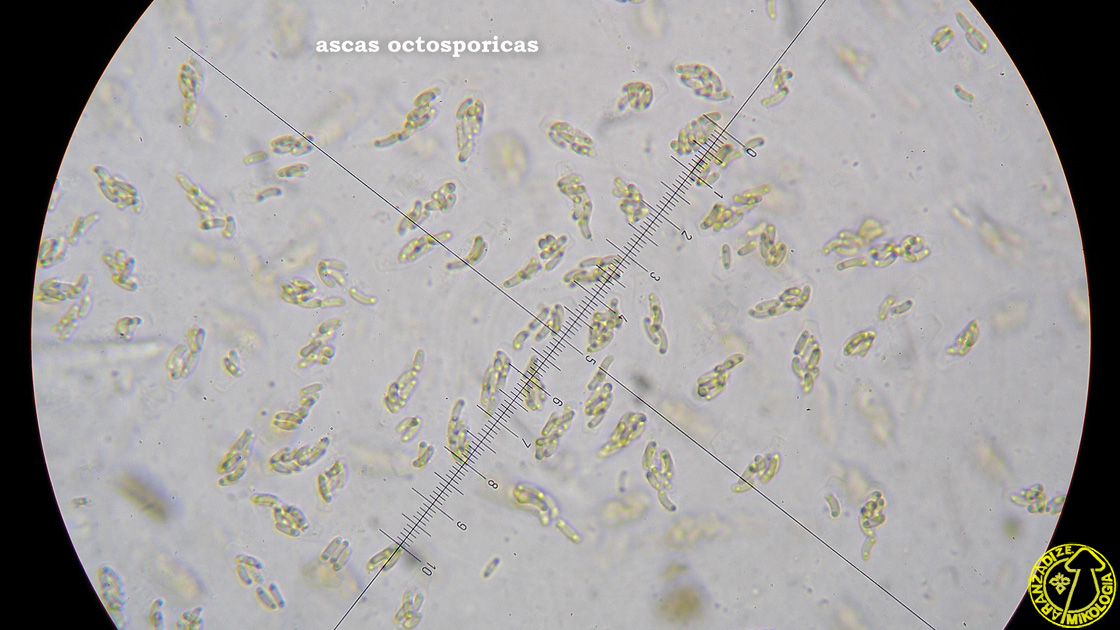 Peroneutypa scoparia