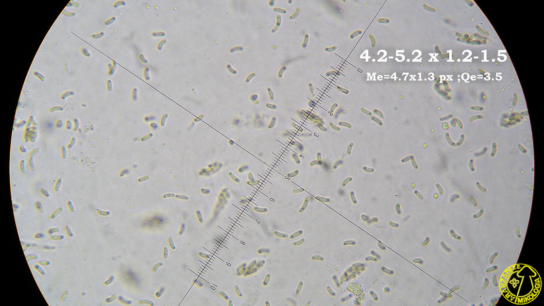 Peroneutypa scoparia