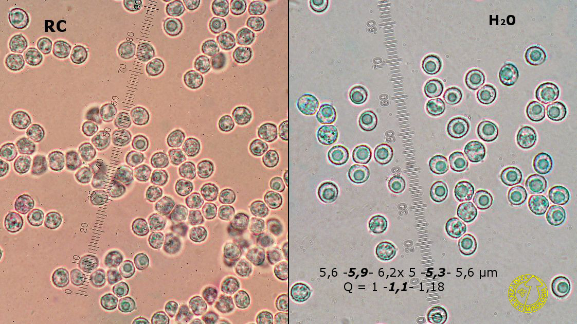 Neohypochnicium cremicolor