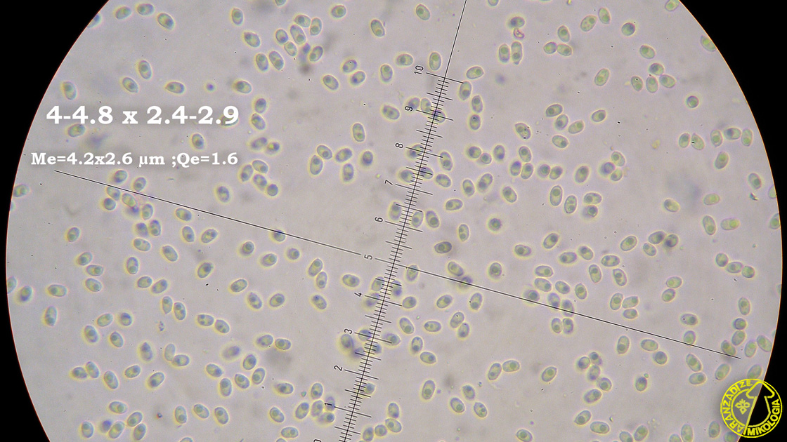 Laxitextum bicolor