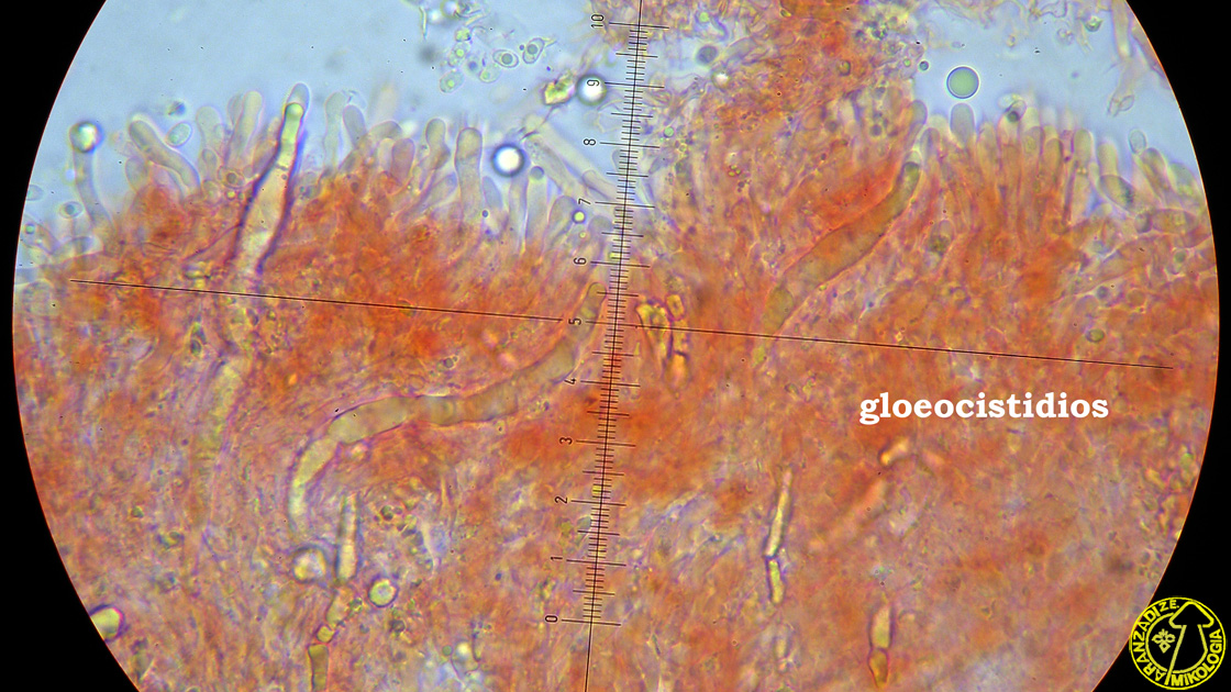 Laxitextum bicolor