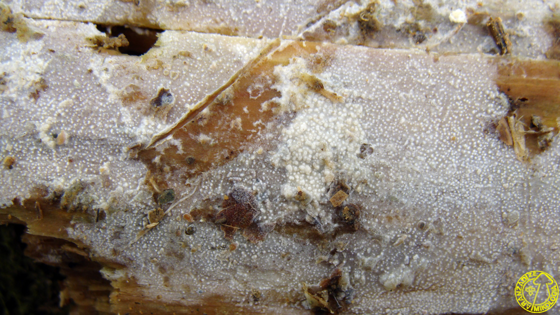 Resinicium bicolor