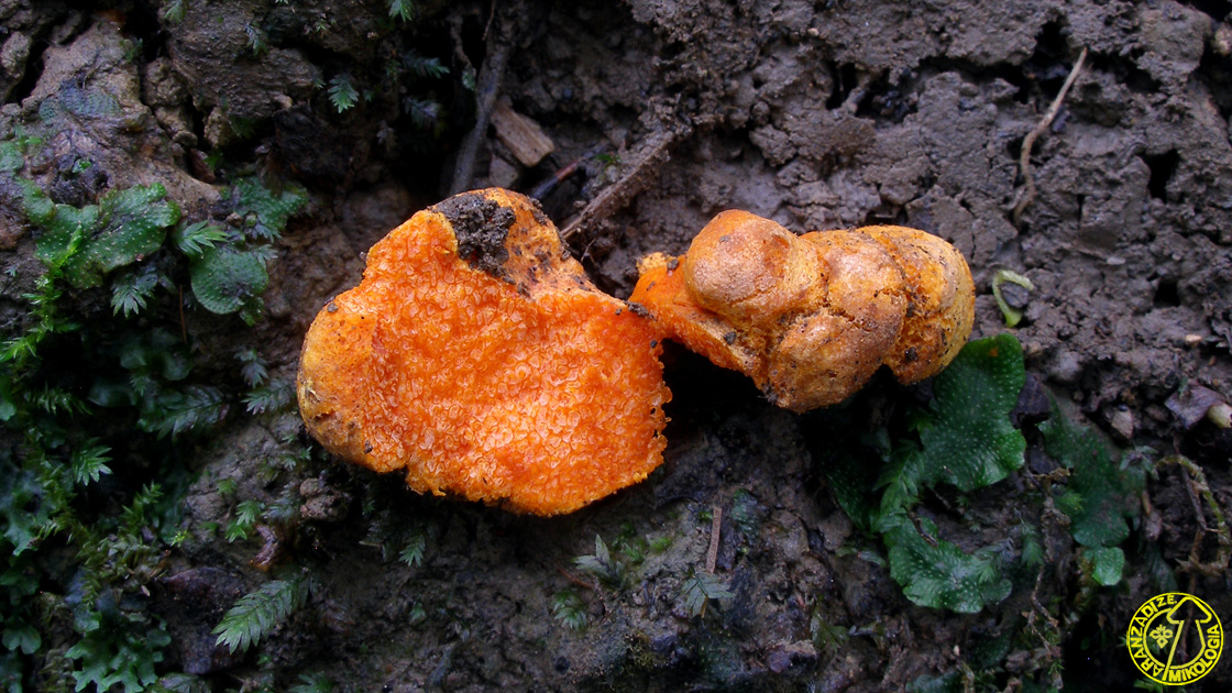 Stephanospora caroticolor
