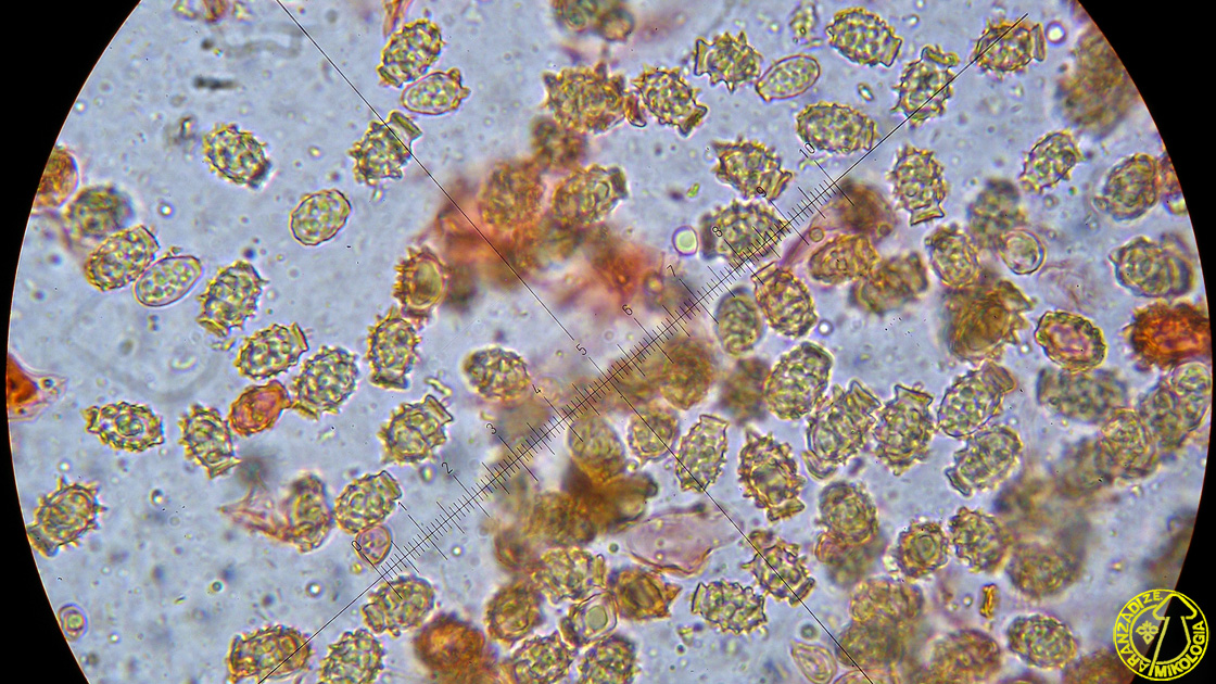 Stephanospora caroticolor