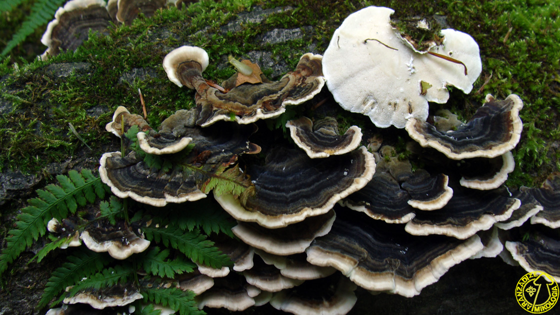 Trametes versicolor