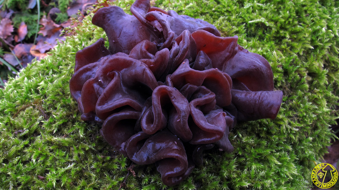 Где найти морской гриб геншин импакт