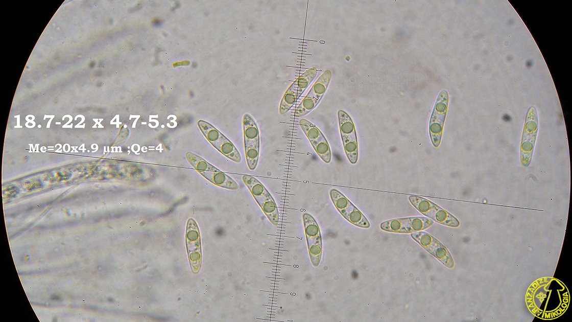 Ascocoryne inflata