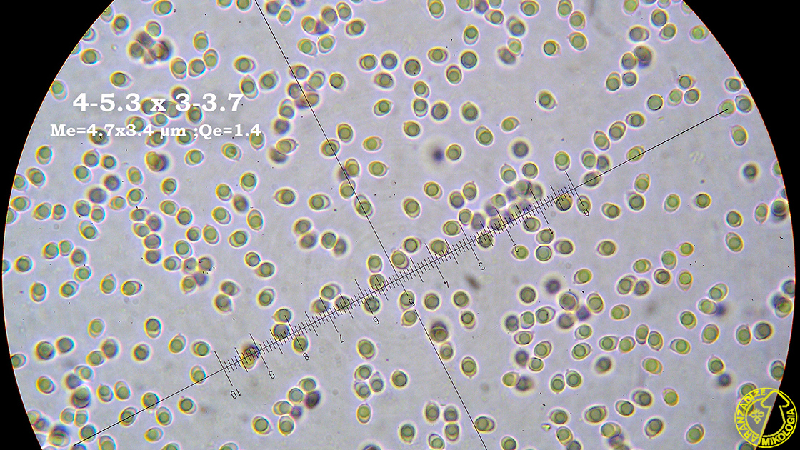 Callistosporium luteo-olivaceum