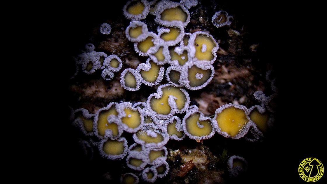 Capitotricha bicolor