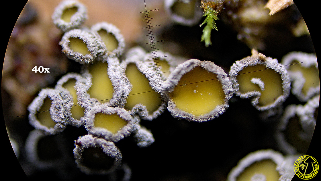 Capitotricha bicolor