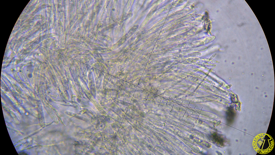 Capitotricha bicolor