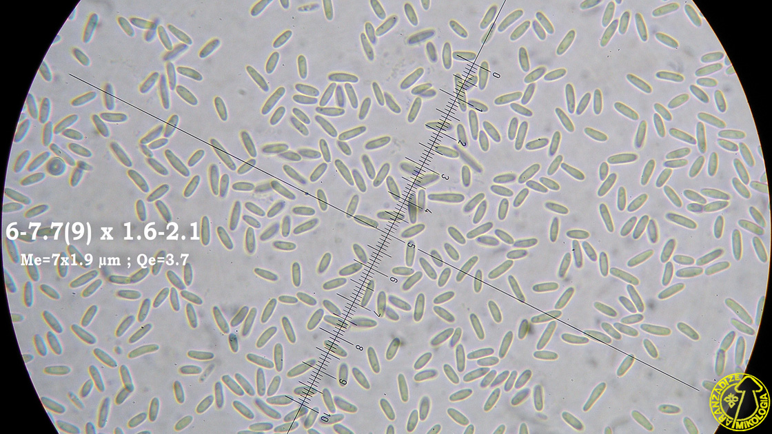 Capitotricha bicolor