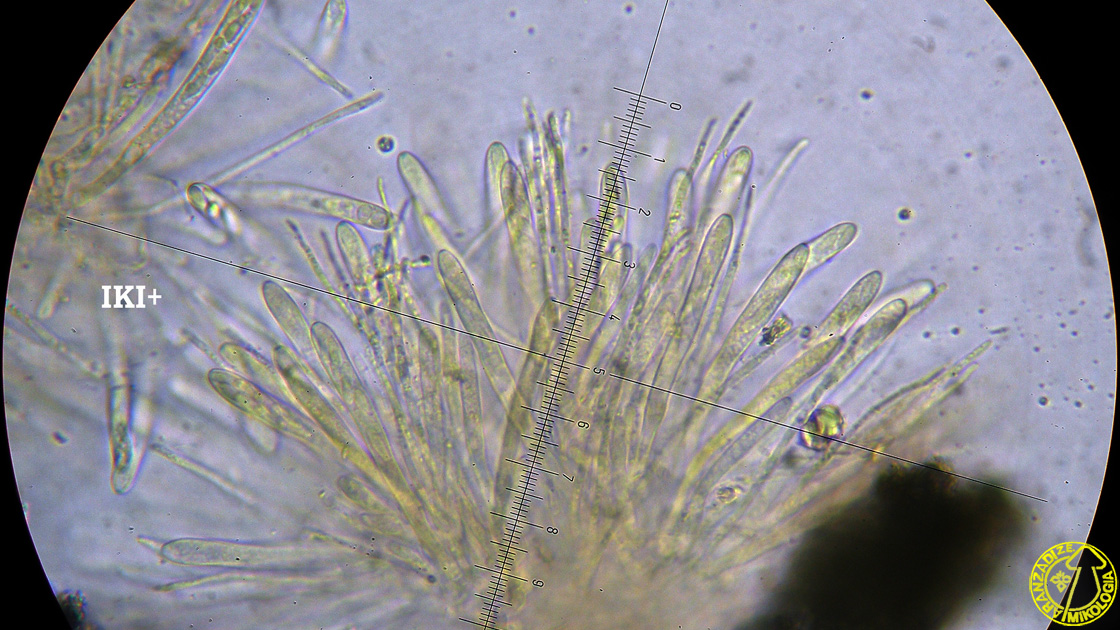 Capitotricha bicolor
