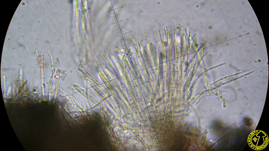 Capitotricha bicolor