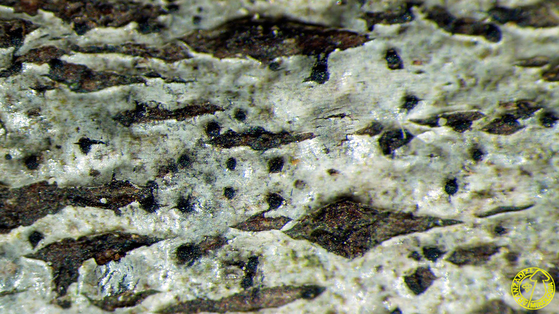 Eutypella minuta