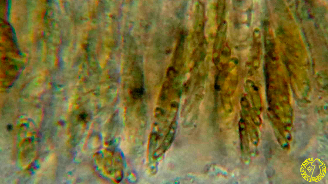 Eutypella minuta
