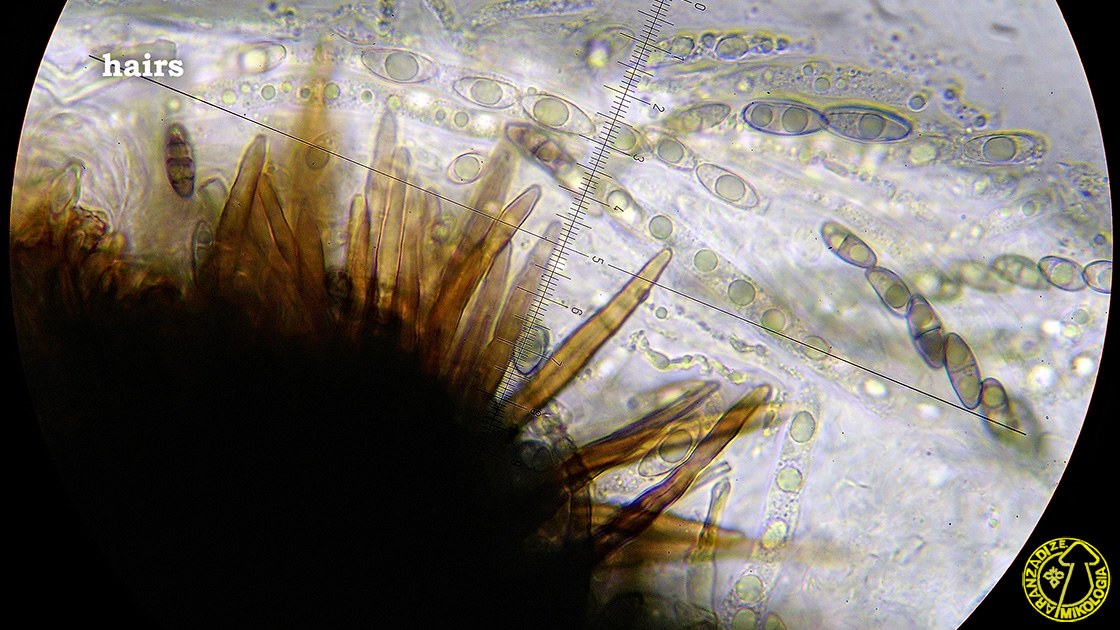 Helminthosphaeria corticiorum