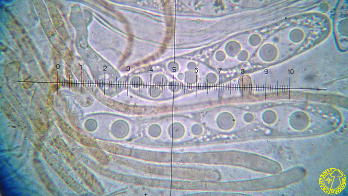 Octospora coccinea v. tetraspora