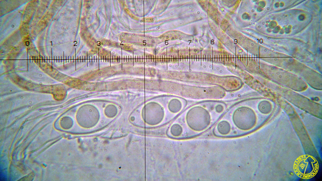 Octospora coccinea v. tetraspora