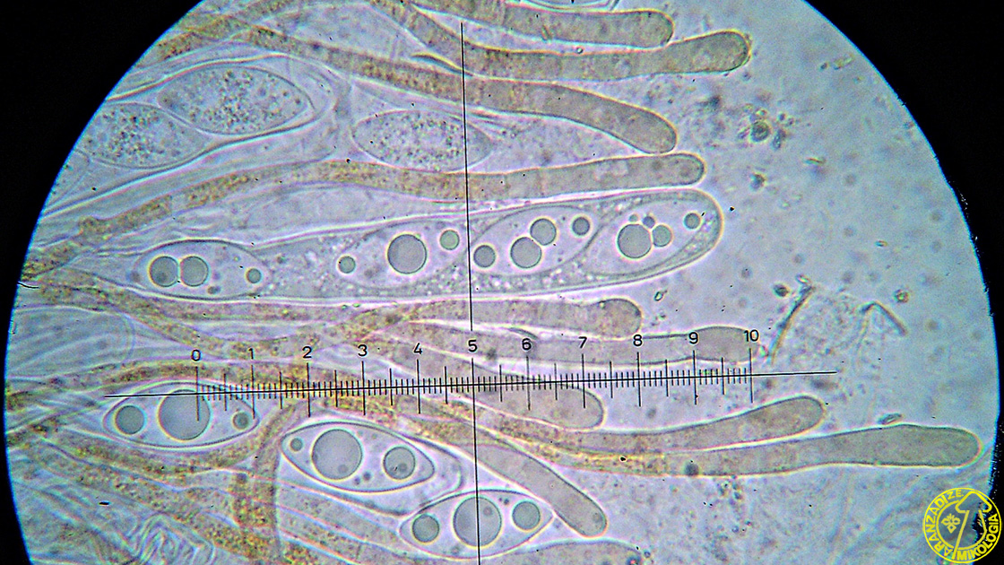 Octospora coccinea v. tetraspora
