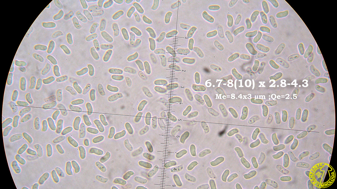 Peniophora pseudoversicolor