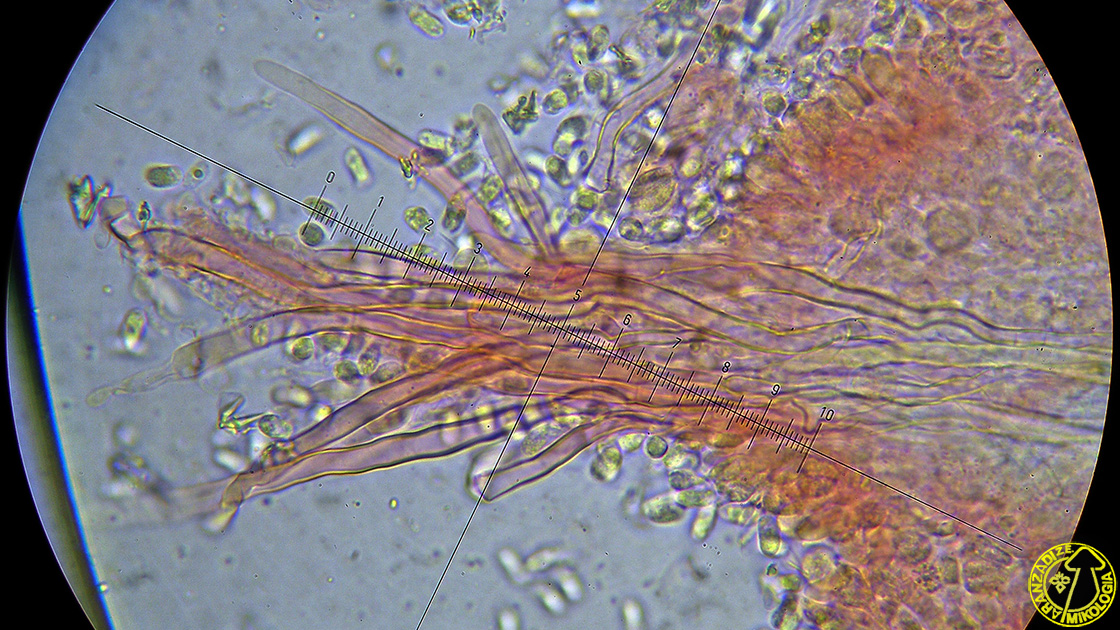Protomerulius dubius
