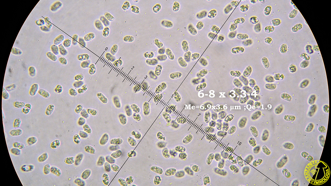 Protomerulius dubius