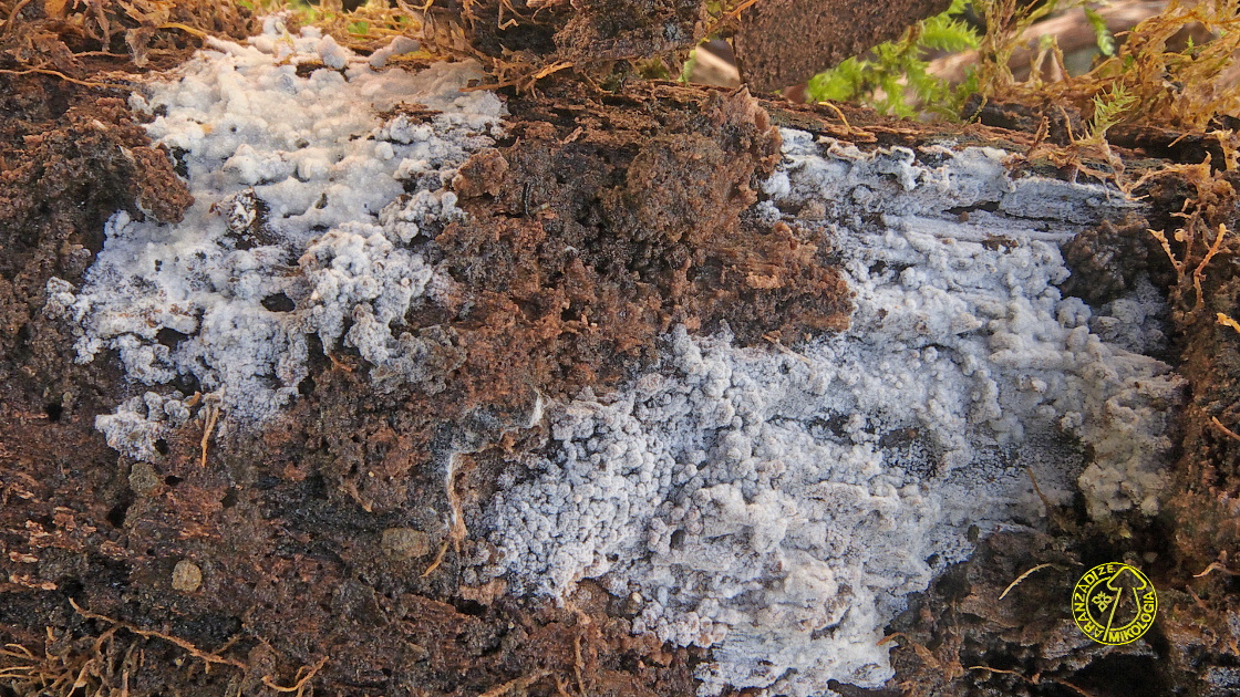 Protomerulius dubius