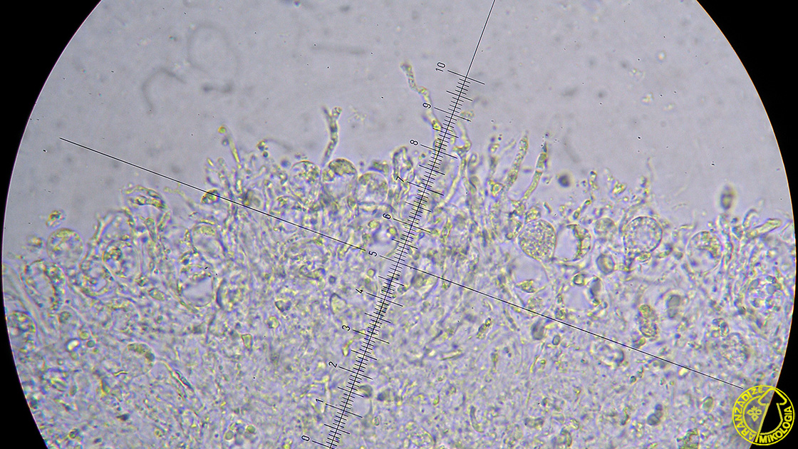Stypella grilletii