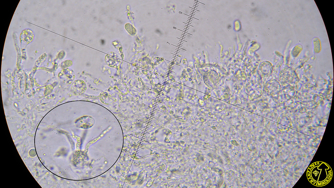 Stypella grilletii