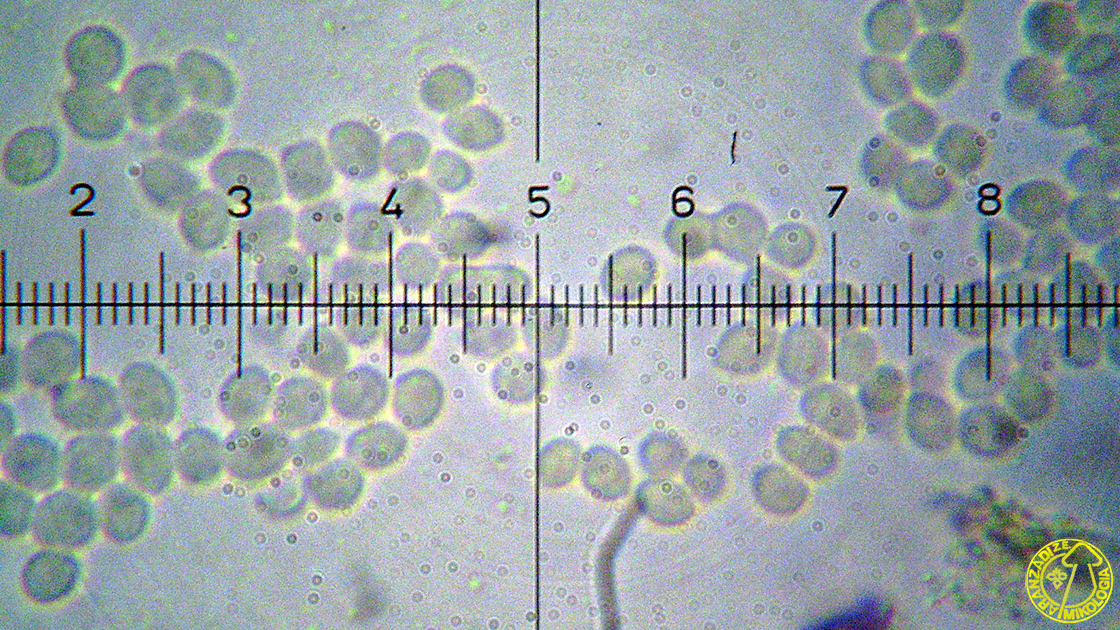 Akanthomyces  tuberculatus