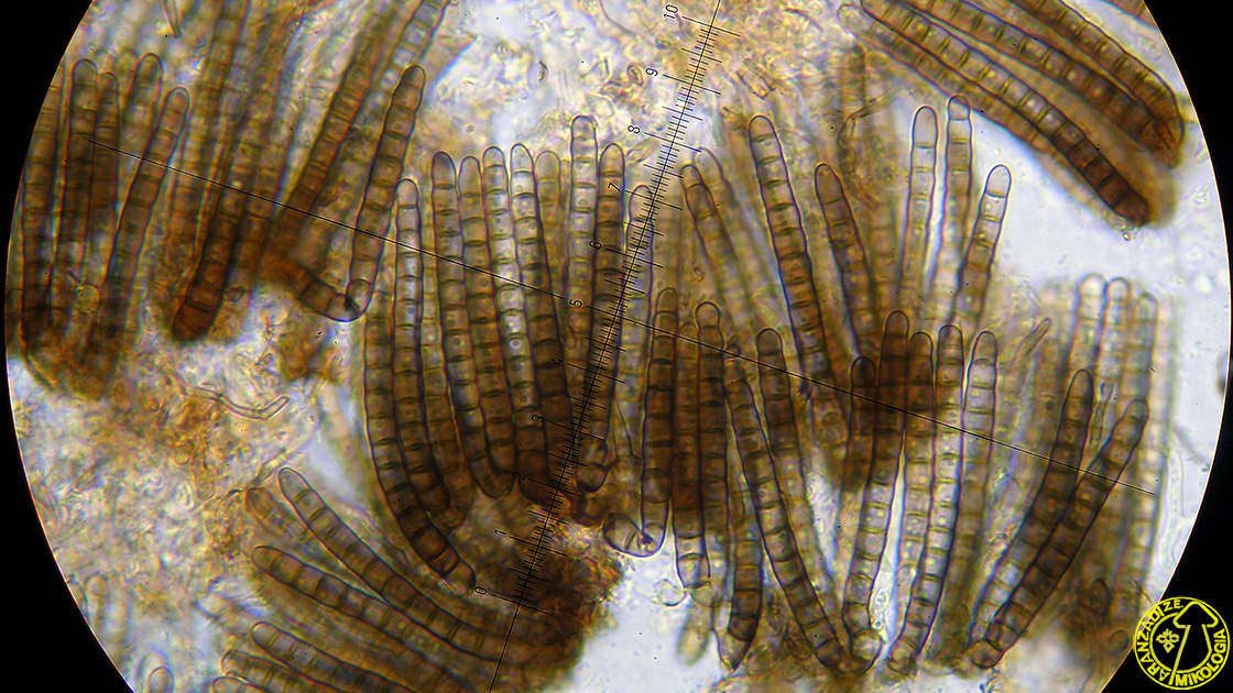 Cryptocoryneum condensatum