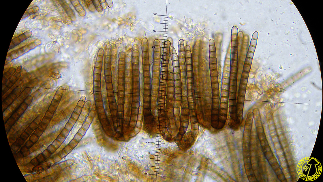Cryptocoryneum condensatum