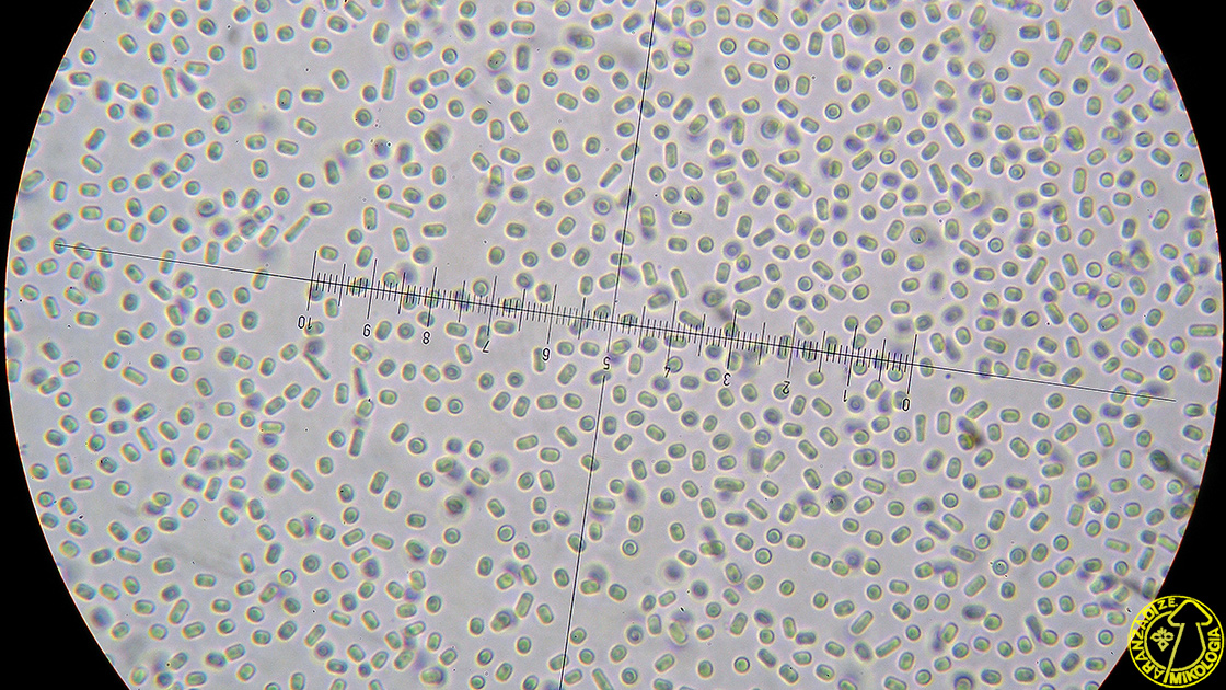 Tolypocladium ophioglossoides