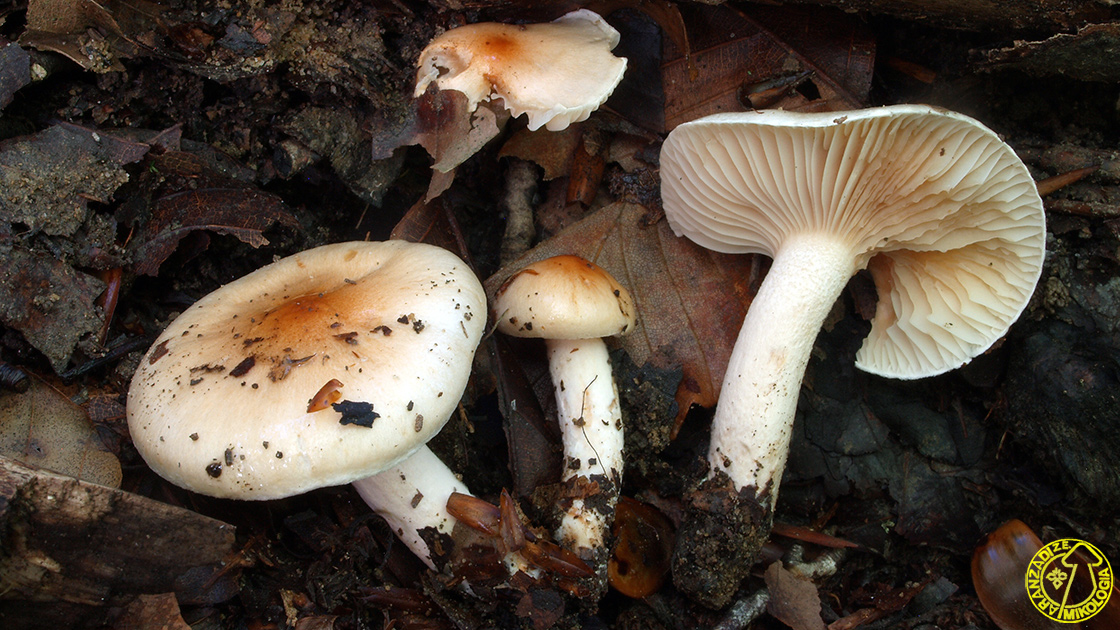 Hygrophorus unicolor