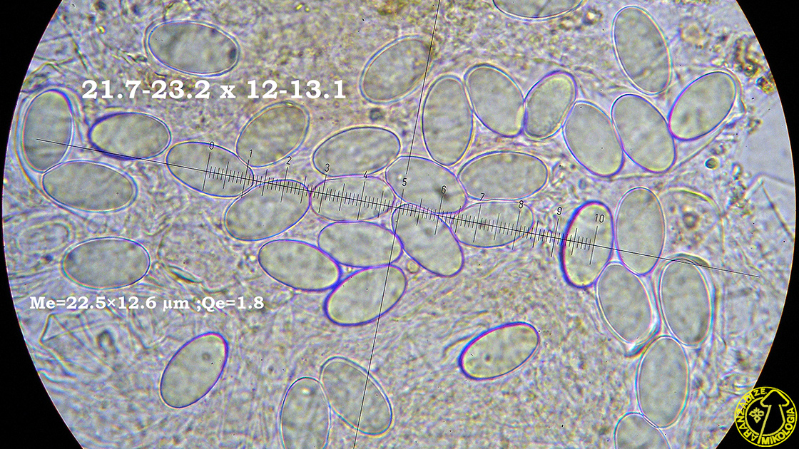 Ascobolus ciliatus