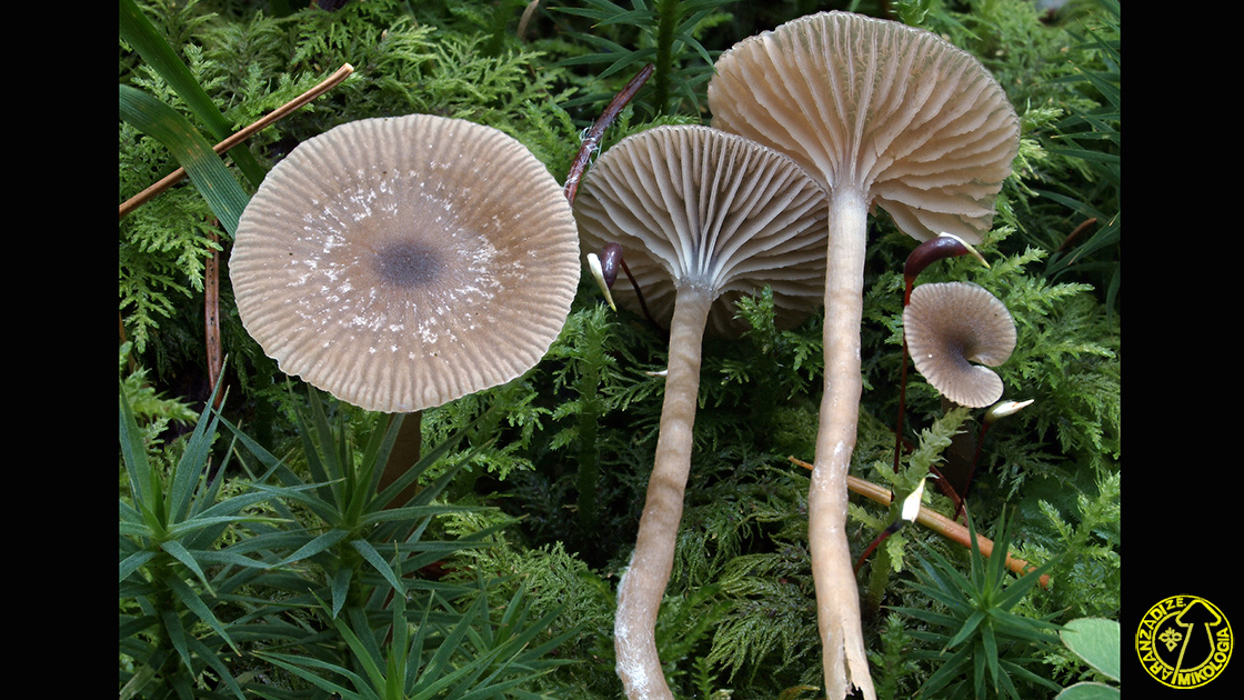 Lyophyllum tylicolor