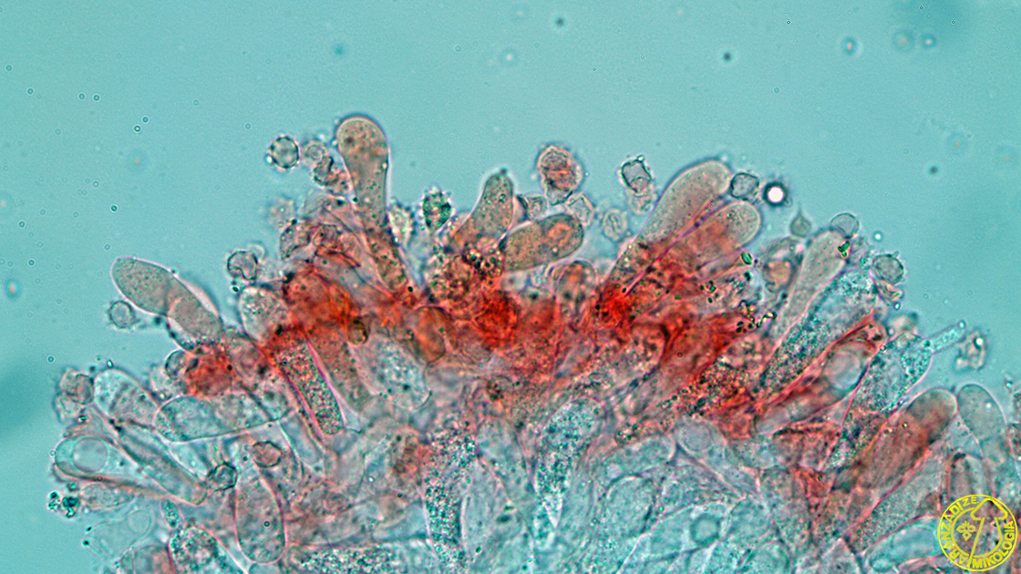 Lyophyllum tylicolor